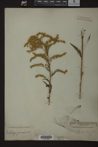 Solidago juncea image