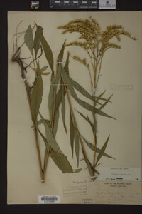 Solidago juncea image