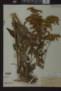 Solidago juncea image