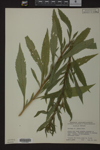 Solidago juncea image