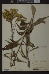 Solidago juncea image