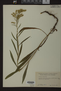 Solidago juncea image