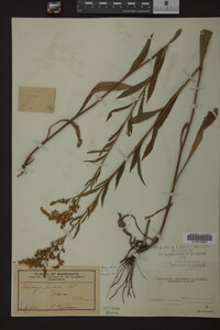 Solidago juncea image