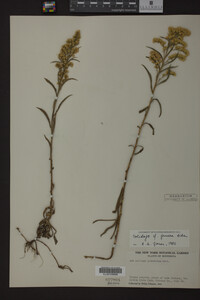 Solidago juncea image