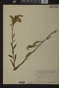 Solidago juncea image