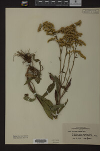 Solidago juncea image