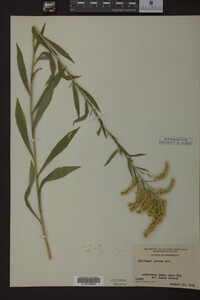 Solidago juncea image