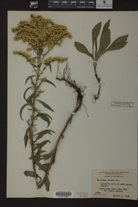 Solidago juncea image