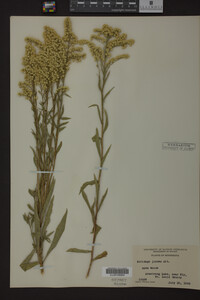 Solidago juncea image