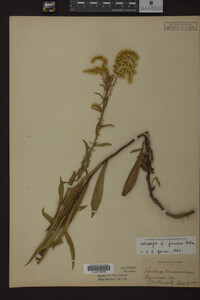 Solidago juncea image