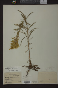 Solidago juncea image