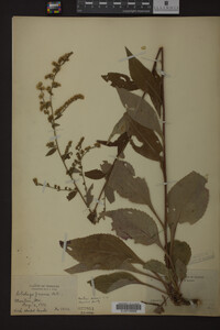 Solidago juncea image