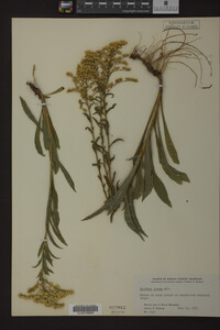 Solidago juncea image