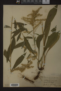 Solidago juncea image