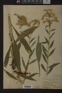 Solidago juncea image