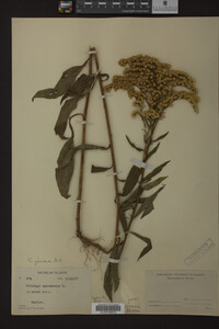 Solidago juncea image