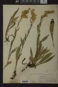 Solidago juncea image