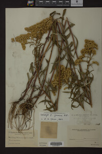 Solidago juncea image