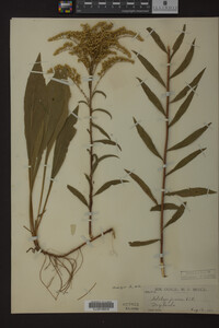 Solidago juncea image
