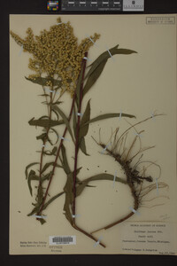 Solidago juncea image