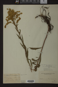Solidago juncea image