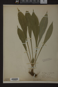 Solidago juncea image
