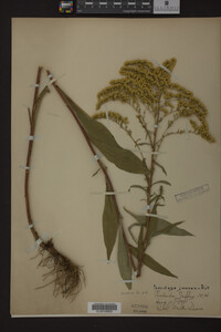 Solidago juncea image