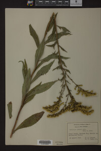 Solidago juncea image