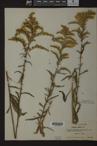 Solidago juncea image