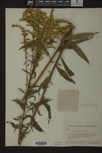 Solidago juncea image