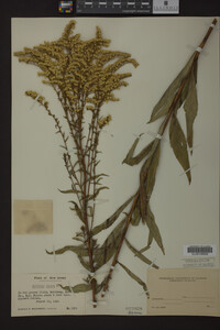 Solidago juncea image
