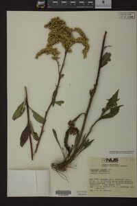 Solidago juncea image