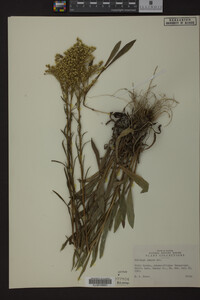 Solidago juncea image