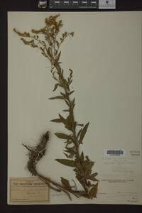 Solidago juncea image