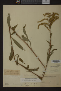 Solidago juncea image