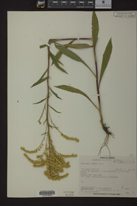 Solidago juncea image