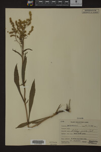 Solidago juncea image