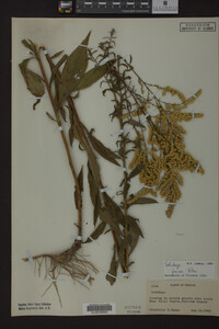 Solidago juncea image