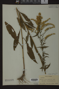 Solidago juncea image