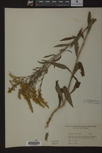 Solidago juncea image