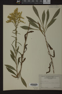 Solidago juncea image