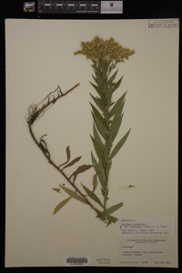 Solidago canadensis image