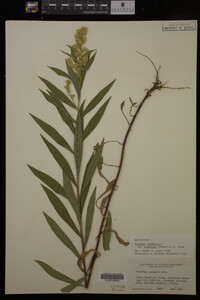 Solidago canadensis image