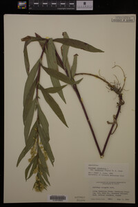 Solidago canadensis var. salebrosa image