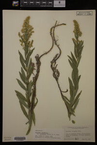 Solidago canadensis var. salebrosa image