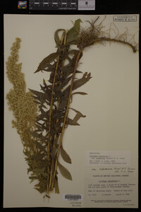 Solidago canadensis var. salebrosa image