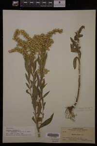 Solidago canadensis var. salebrosa image
