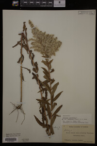Solidago canadensis var. salebrosa image