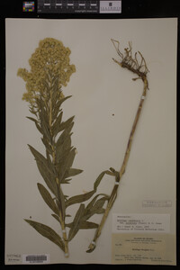 Solidago canadensis image