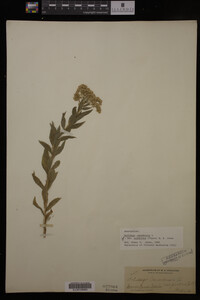 Solidago canadensis image
